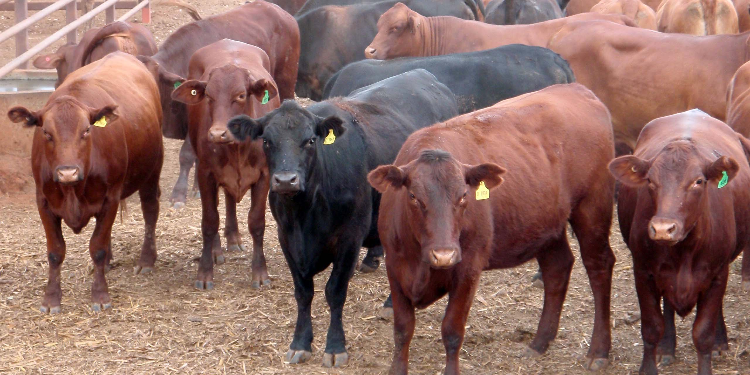 Livestock Marketing
