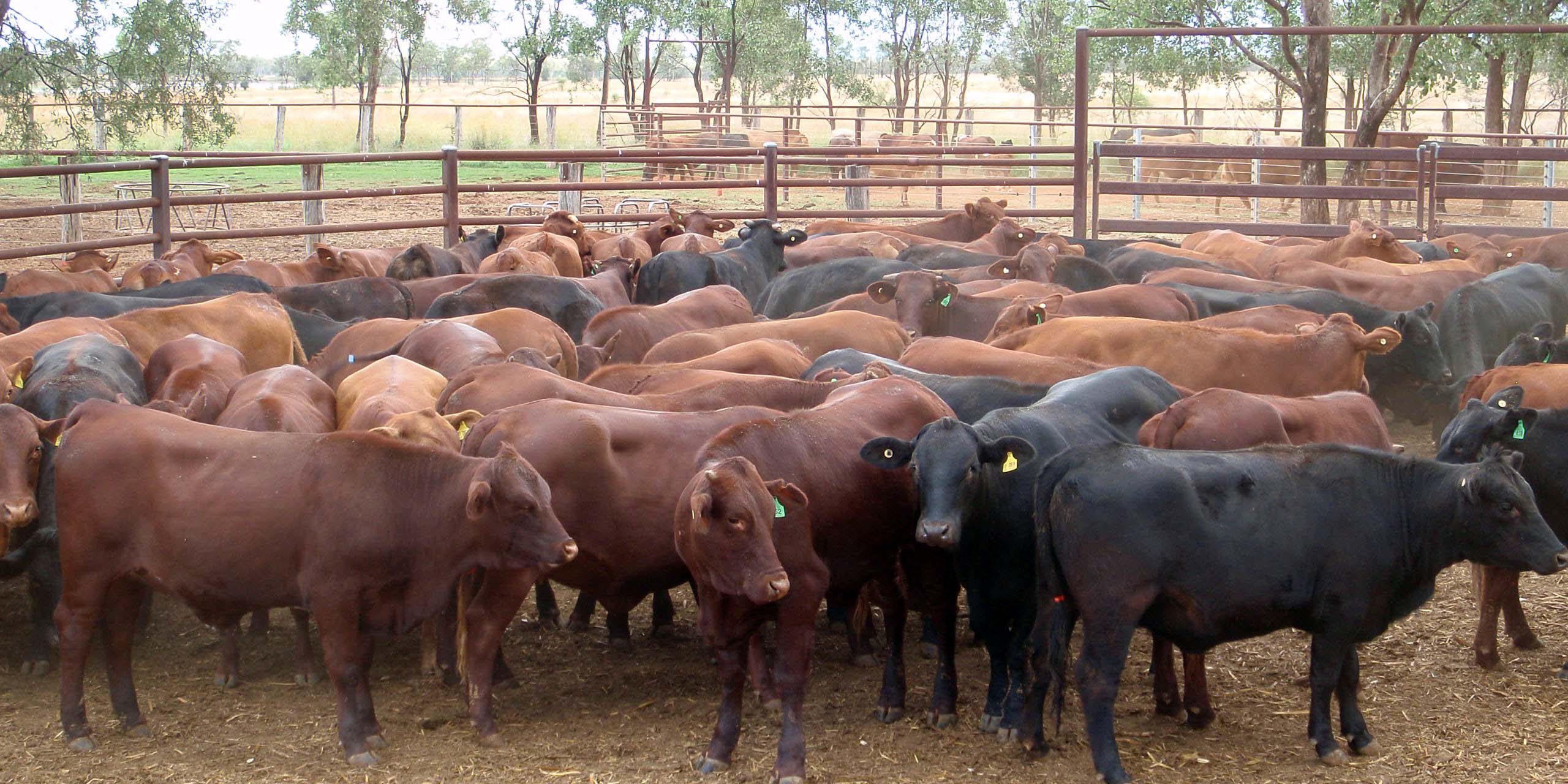 Stock Mustering